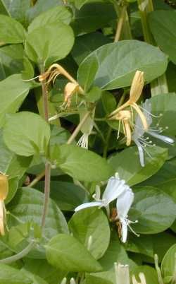 Plante agatatoare in gradina